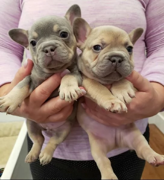 Splendidi cuccioli di bulldog francese in vendita | Foto 1