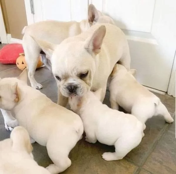 Splendidi cuccioli di bulldog francese in vendita | Foto 0