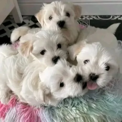 Maltese terrier puppies  | Foto 1