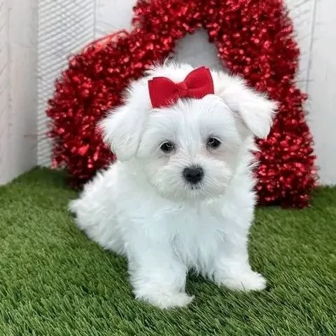 Maltese terrier puppies  | Foto 0