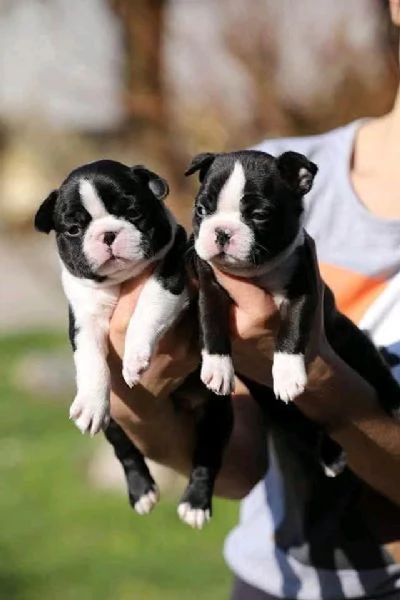 Boston terrier  | Foto 1