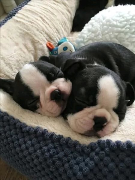 Boston terrier  | Foto 0