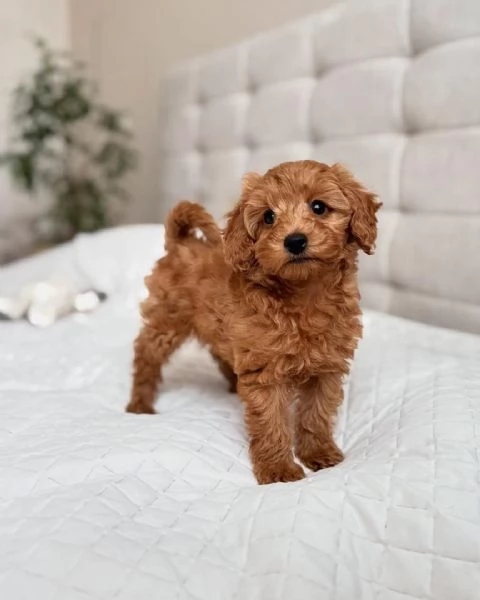 adorabili cuccioli di barboncino in regalo per l'adozione. sono amichevoli e gentili.