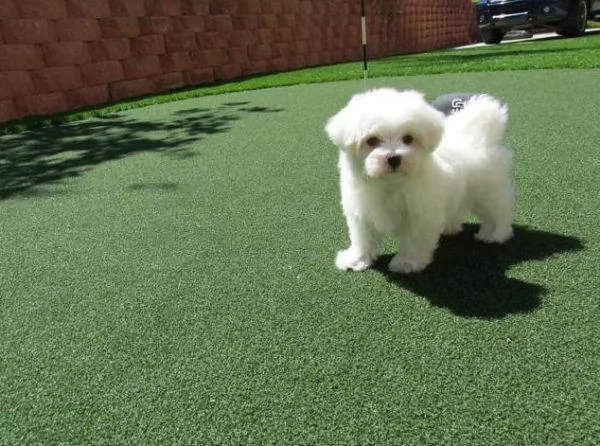 meraviglioso cuccioli di razza maltese toy taglia piccola per ladozione gratuita