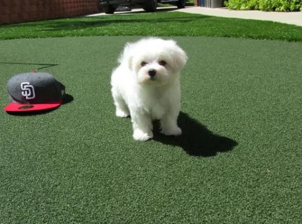 meraviglioso cuccioli di razza maltese toy taglia piccola per ladozione gratuita | Foto 0