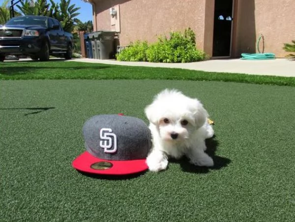 meraviglioso cuccioli di razza maltese toy taglia piccola per ladozione gratuita | Foto 0