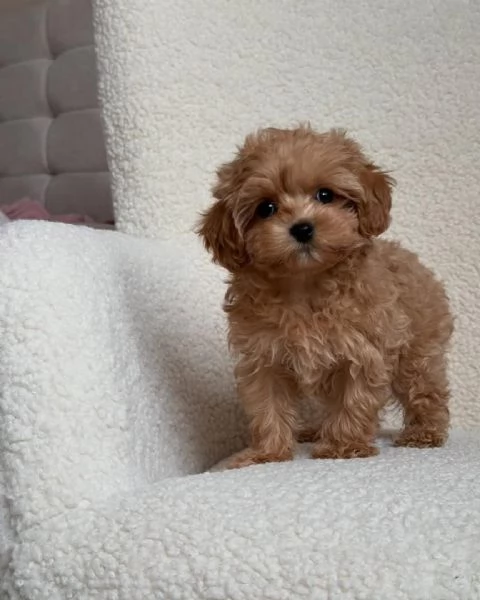  adorabili cuccioli di barboncino in regalo per l'adozione. sono amiche