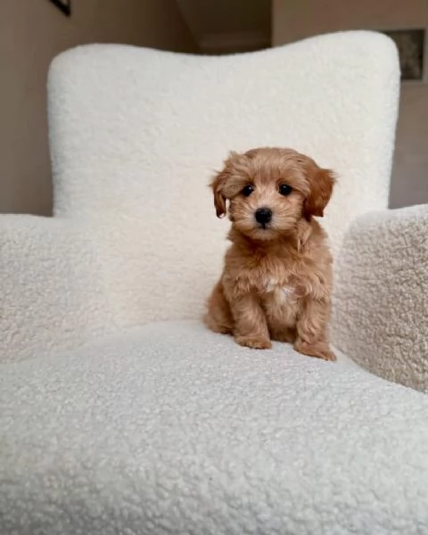 adorabili cuccioli di barboncino in regalo per l'adozione. sono amiche