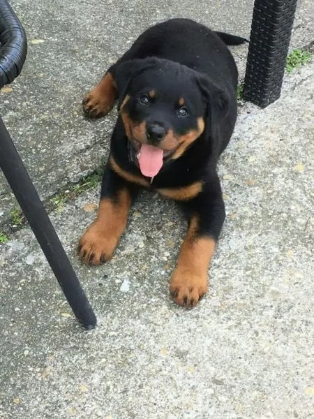 Cuccioli di rottweiler 