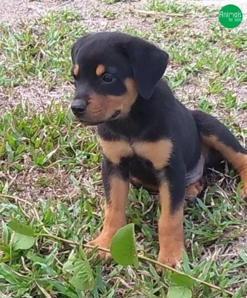 Cuccioli di rottweiler  | Foto 0