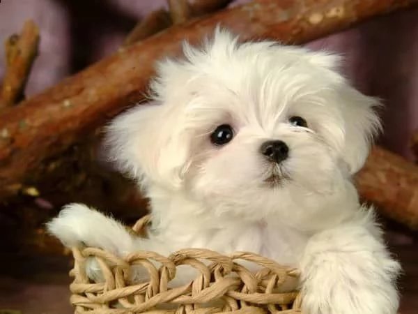 Cuccioli di maltese  | Foto 0