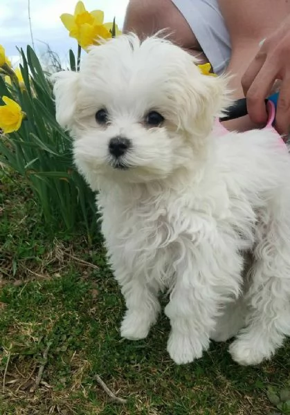 Cuccioli di maltese toy 