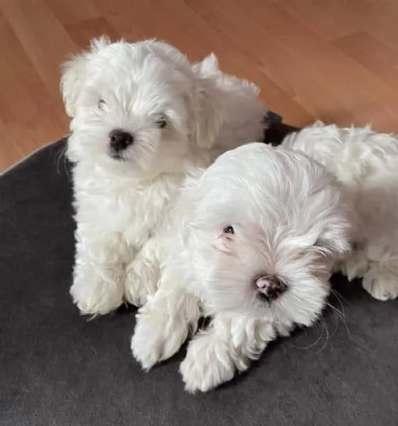 Cuccioli di maltese toy 