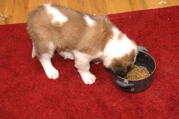 Cuccioli di San bernardo