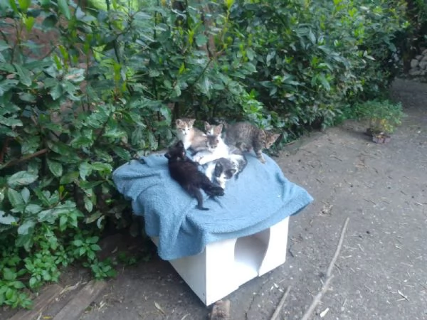 Regalo gattini 2 mesi 