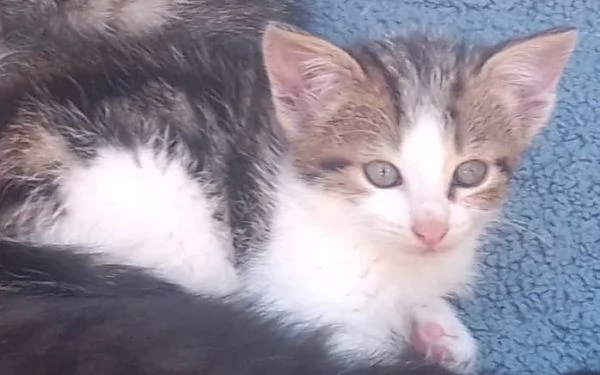 Regalo gattini 2 mesi  | Foto 0