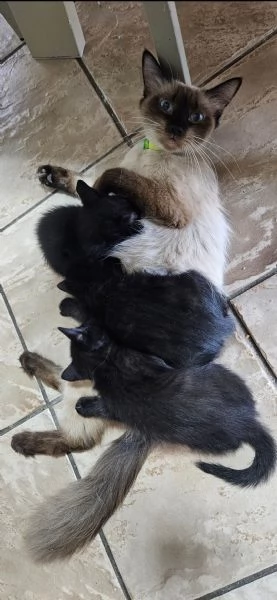 Gattini dolcissimi | Foto 2