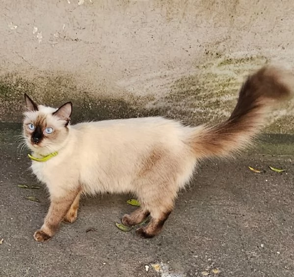 Gattini dolcissimi | Foto 1