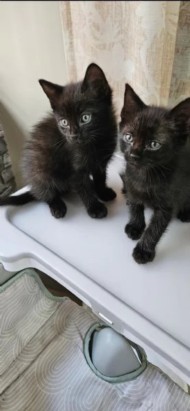 Gattini dolcissimi | Foto 0