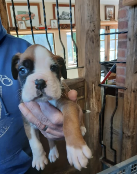 Cuccioli di Boxer pronti