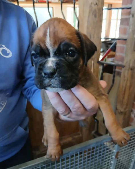 Cuccioli di Boxer pronti | Foto 0