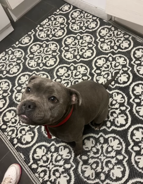 Adozione Staffordshire bull terrier