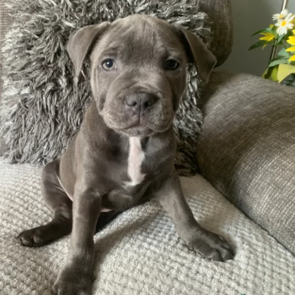 Adozione Staffordshire bull terrier | Foto 0