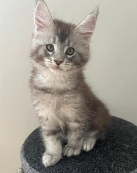 Maine Coon incredibilmente giocosi