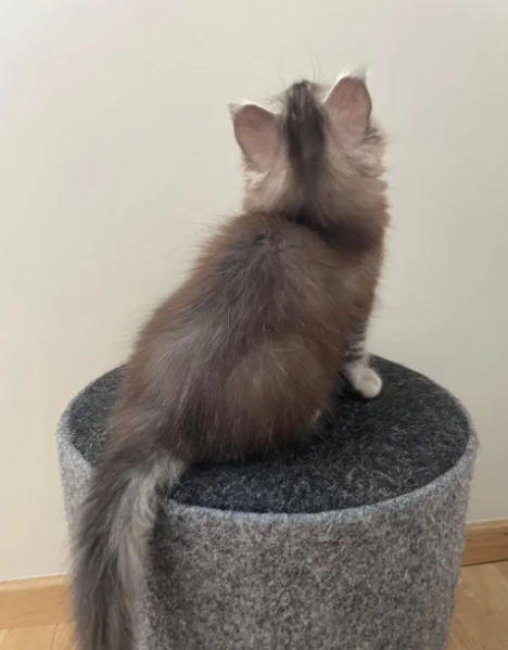 Dolcissimi Maine Coon gattini | Foto 0