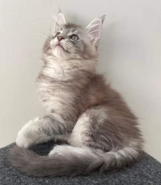 Dolcissimi Maine Coon gattini
