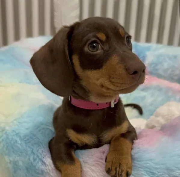 Bassotti nani di quattro mesi