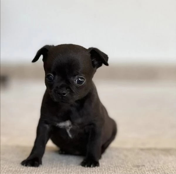 Chihuahua Jim 3 messi per REGALO | Foto 0