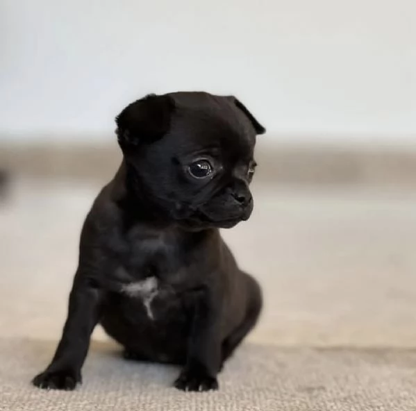 Chihuahua bellisima per Regalo