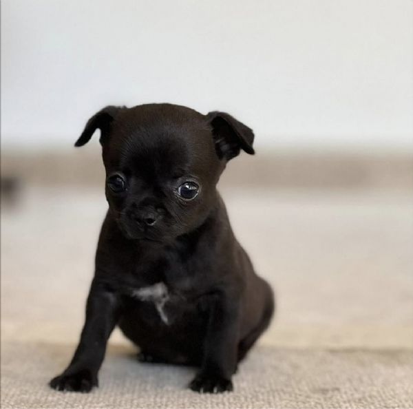 Cucciolo di chihuahua femmina Nero  | Foto 0