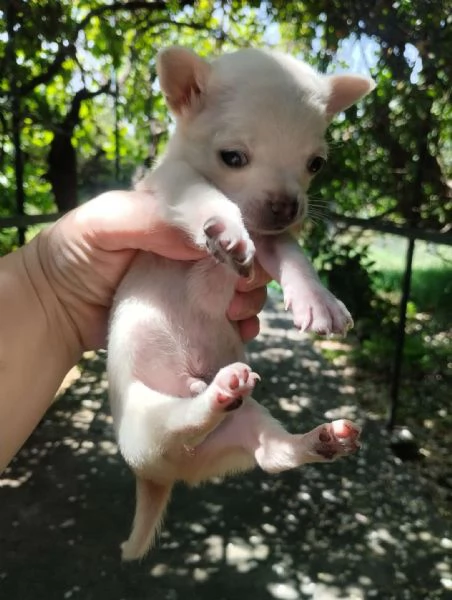 Chihuahua a pelo corto bianco 