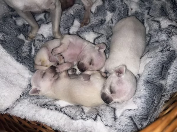 Chihuahua a pelo corto bianco  | Foto 3