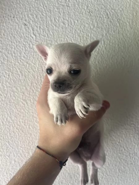 Chihuahua a pelo corto bianco  | Foto 2