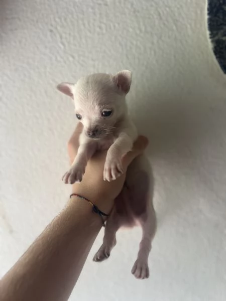 Chihuahua a pelo corto bianco  | Foto 1