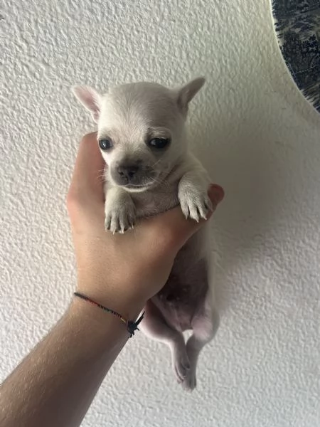 Chihuahua a pelo corto bianco  | Foto 0