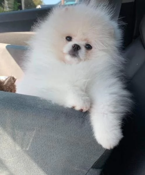 Ultima cucciola di Spitz di pomerania bianca 