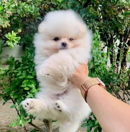Ultima cucciola di Spitz di pomerania bianca  | Foto 2