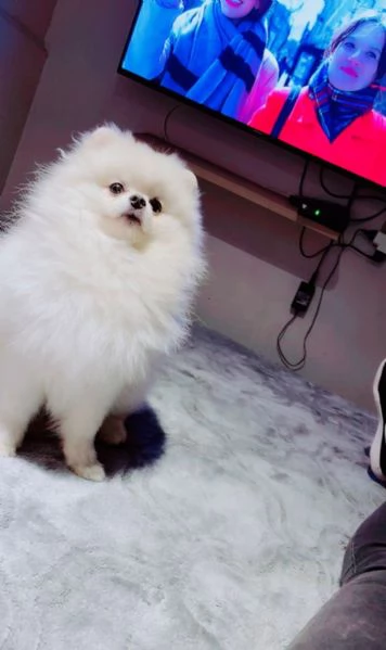 Ultima cucciola di Spitz di pomerania bianca  | Foto 0