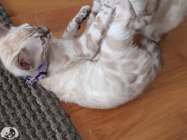 Gattini del Bengala | Foto 4