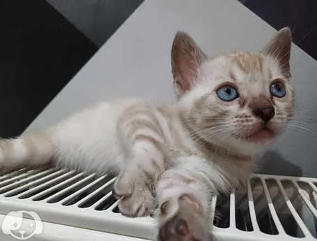 Gattini del Bengala | Foto 3