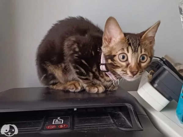 Gattini del Bengala | Foto 4