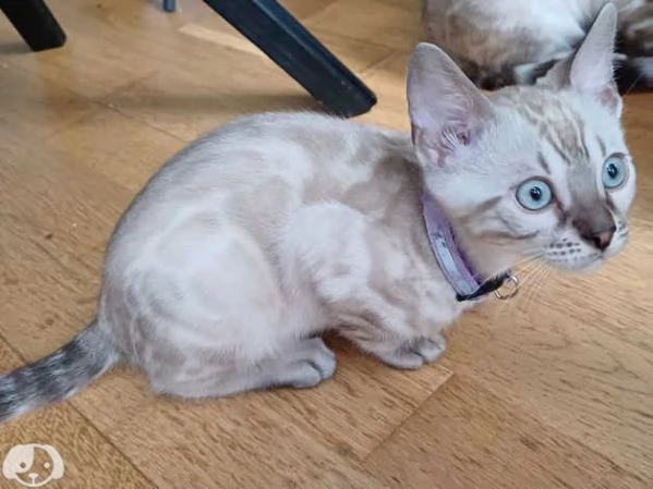 Gattini del Bengala | Foto 2