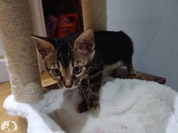 Gattini del Bengala | Foto 0