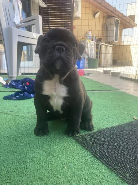 Bulldog Francese | Foto 6