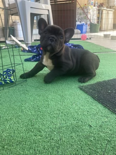 Bulldog Francese | Foto 5