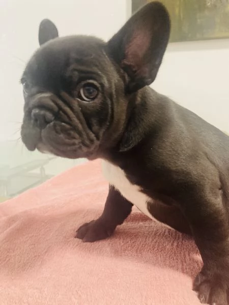 Bulldog Francese | Foto 4